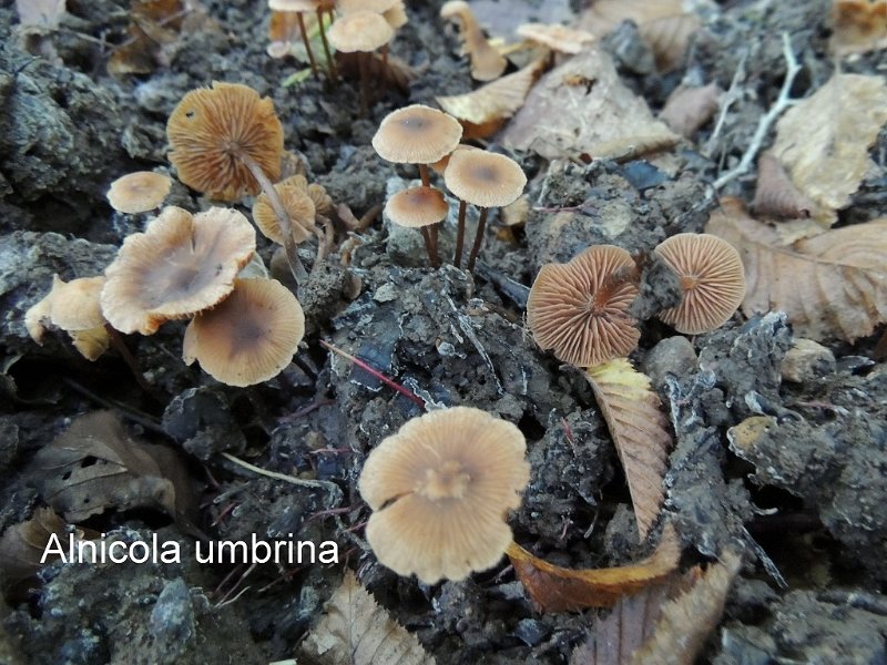 Alnicola umbrina-amf1347.jpg - Alnicola umbrina ; Syn1: Naucoria umbrina ; Syn2: Tubaria umbrina ; Nom français: Naucorie commune